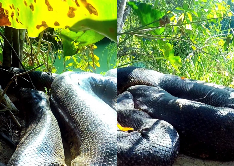 Sucuris vovozona e mamãezona curtem momento de paz em rio