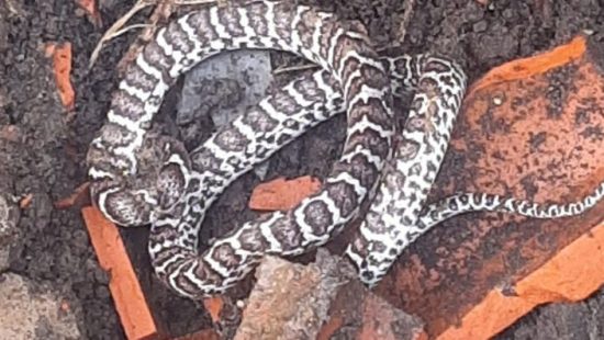 Serpente marinha venenosa é encontrada na Califórnia – como ela chegou lá?