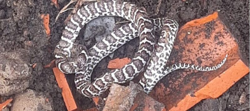 Cobra foi achada em quintal 