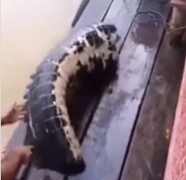 O biólogo Henrique explica que essa situação do jacaré é similar com o que acontece com a lagartixa; confira