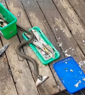 A cobra viralizou nas redes sociais após ser filmada roubando um peixe dentro de um balde 