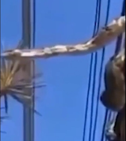 Vídeo mostra cobra-cipó em fio elétrico no Centro de Macuco – SF