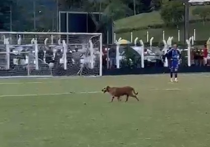 Com o estádio cheio, jogadores, arbritós e toricida pararam para que o cachorro atravessasse o campo 
