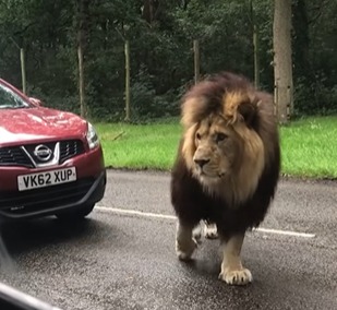 O vídeo do leão foi publicado nas redes sociais de um safari, no Reino Unido 