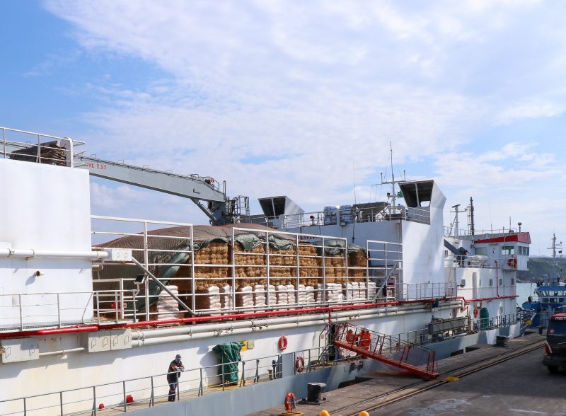 Bois serão levados de Imbituba para Turquia 