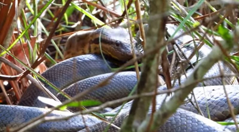 Ambientalista d&aacute; de cara com superpopula&ccedil;&atilde;o na casa das sucuris gigantes – Foto: Divulga&ccedil;&atilde;o Terra das Sucuris/ Reprodu&ccedil;&atilde;o/ND