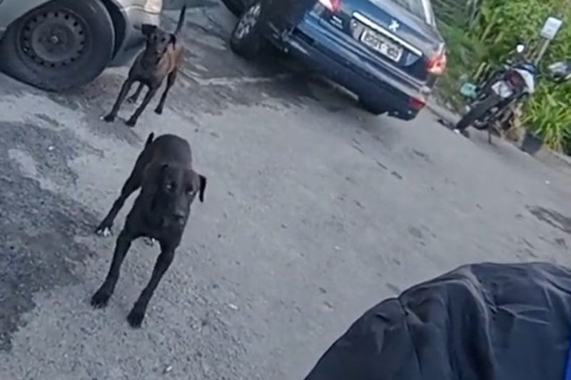 Doguinhos ficaram esperando momento certo para ataque