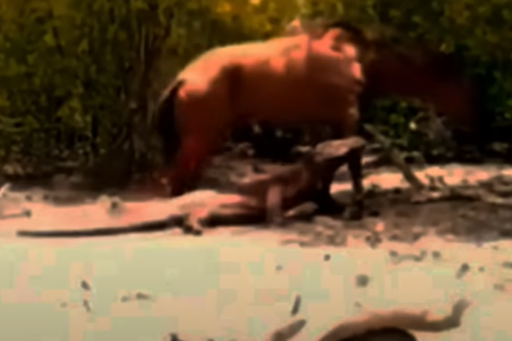 Dragão-de-komodo devora cavalo