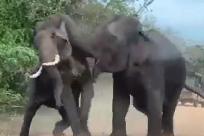 Giant elephants get slapped in India