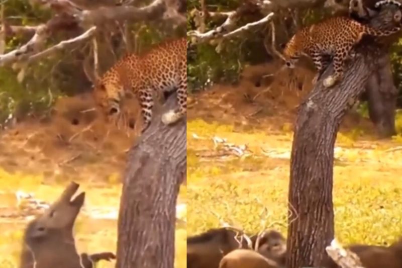 Porcos começam a briga encurralando leopardo 
