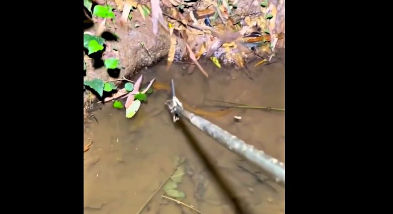 Vídeo mostra homem capturando os animais 