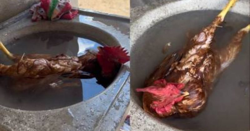 Tutora faz questão de esclarecer que o galo não está morto