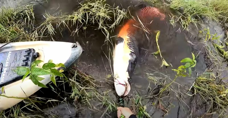 pescador pegou o pirarucu