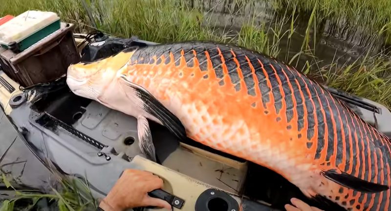 Pescador conseguiu colocar pirarucu em cima do caiaque ap&oacute;s muito custo. – Foto: Fabio Bregona/Reprodu&ccedil;&atilde;o/ND