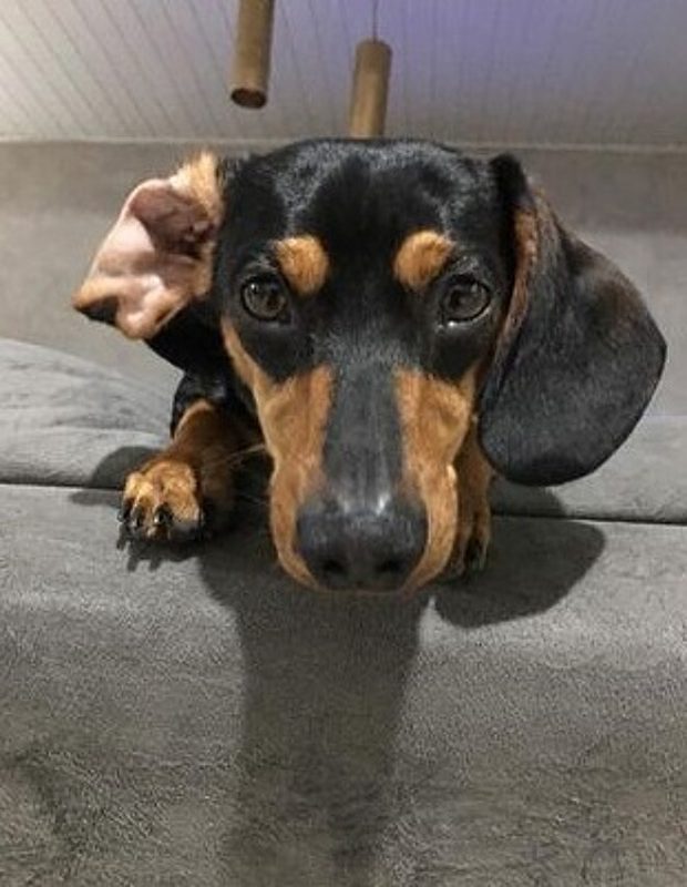 Família descobre que cachorra pulou a cerca de jeito inusitado