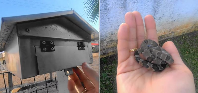 Bi&oacute;logo de Jaragu&aacute; do Sul compartilhou v&iacute;deo do resgate em suas redes sociais na quinta-feira (27) – Foto: Redes Sociais/Divulga&ccedil;&atilde;o/ND