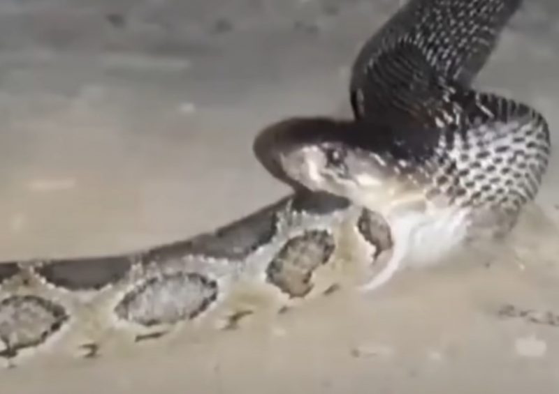 Cobra gigante que viralizou em vídeo pode ser real, mas não é encontrada no  Brasil