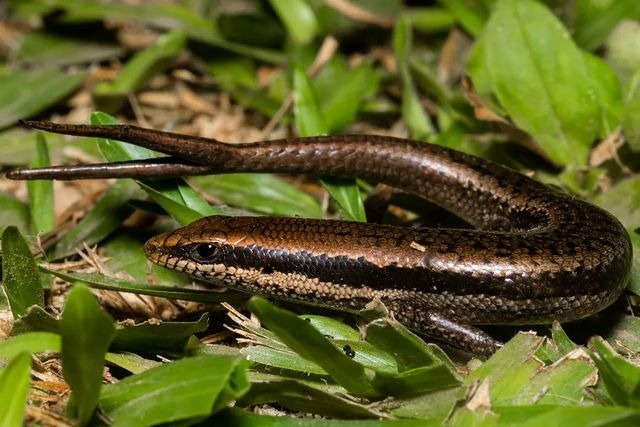 O lagarto é conhecido como a mãe das víboras.