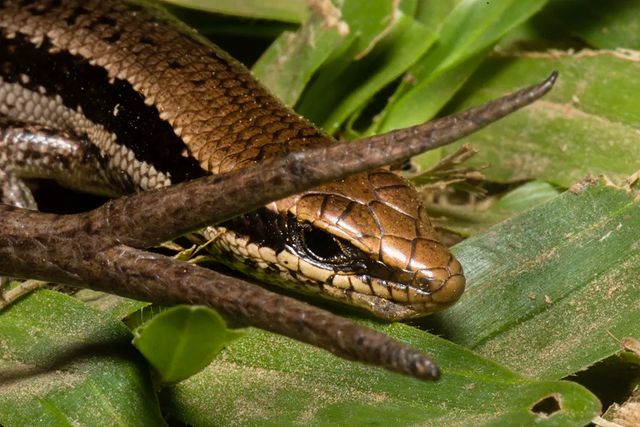 A imagem foi feira na Argentina. – Foto: Alfredo Sabaliauskas/Reprodu&ccedil;&atilde;o