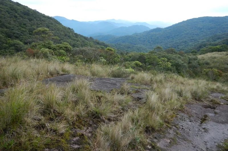 O animal vive somente entre as folhas ca&iacute;das no meio das florestas &uacute;midas, acima de 800 m de altitude e &eacute; considerado t&iacute;picos dos topos das montanhas da Serra do Tabuleiro – Foto: foto Diego Jos&eacute; Santana/Divulga&ccedil;&atilde;o/ND