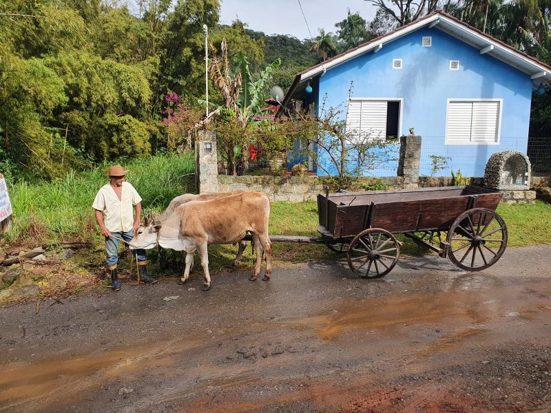 Durante o per&iacute;odo da tarde, ter&aacute; desfile de carro de bois – Foto: Reprodu&ccedil;&atilde;o/Dineia de Souza/ND