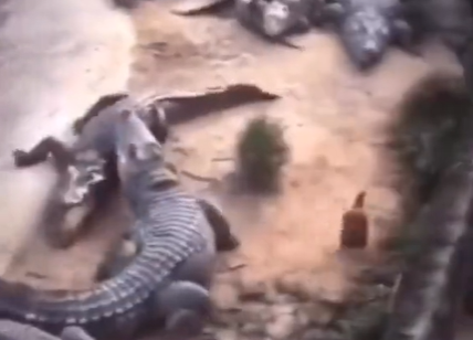 Galinha foge da boca de crocodilos