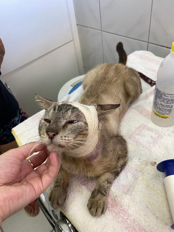 Gabriel foi levado ao plant&atilde;o veterin&aacute;rio – Foto: Arquivo pessoal/Divulga&ccedil;&atilde;o ND