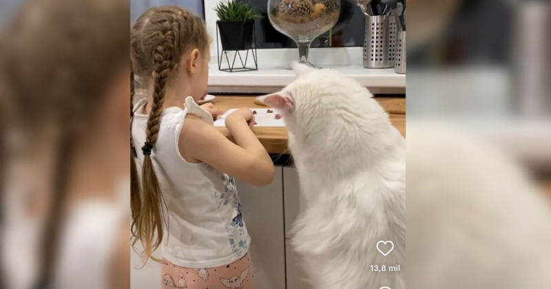 Gato branco e peludo da ra&ccedil;a maine coon chama aten&ccedil;&atilde;o por comportamento amig&aacute;vel – Foto: Reprodu&ccedil;&atilde;o/ND