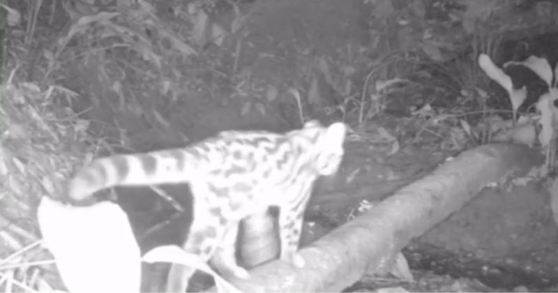 Animal foi flagrado em uma &aacute;rea de monitoramento – Foto: ONG SelvAge/Reprodu&ccedil;&atilde;o/ND