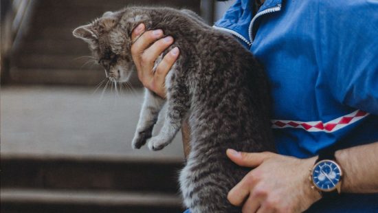 Gatoelho': saiba por que animal parece ser metade gato e metade