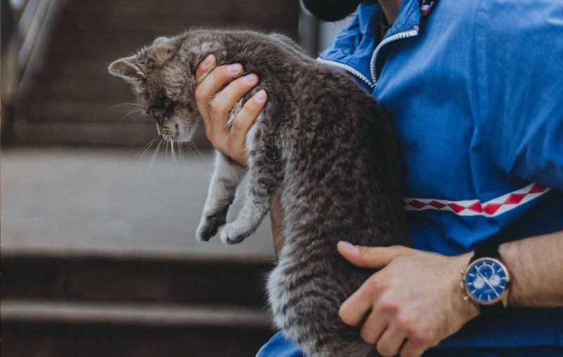 Gato sapeca reaparece após 11 anos e vira pivô de treta entre tutores