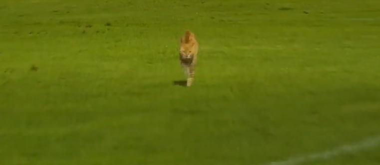 Pré-Copa do Nordeste: gato invade campo e rouba a cena em partida