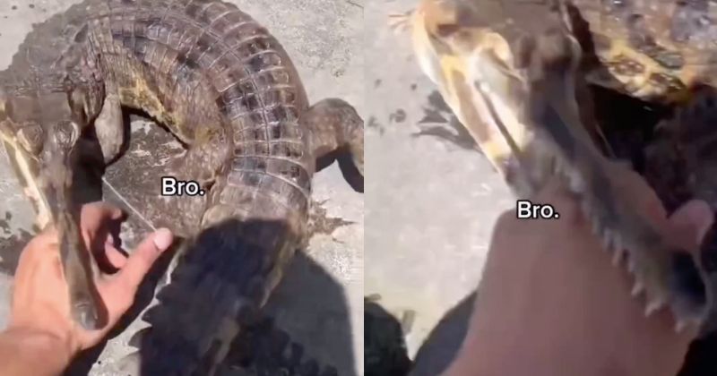 Jacaré 'bocudo' é um gavial