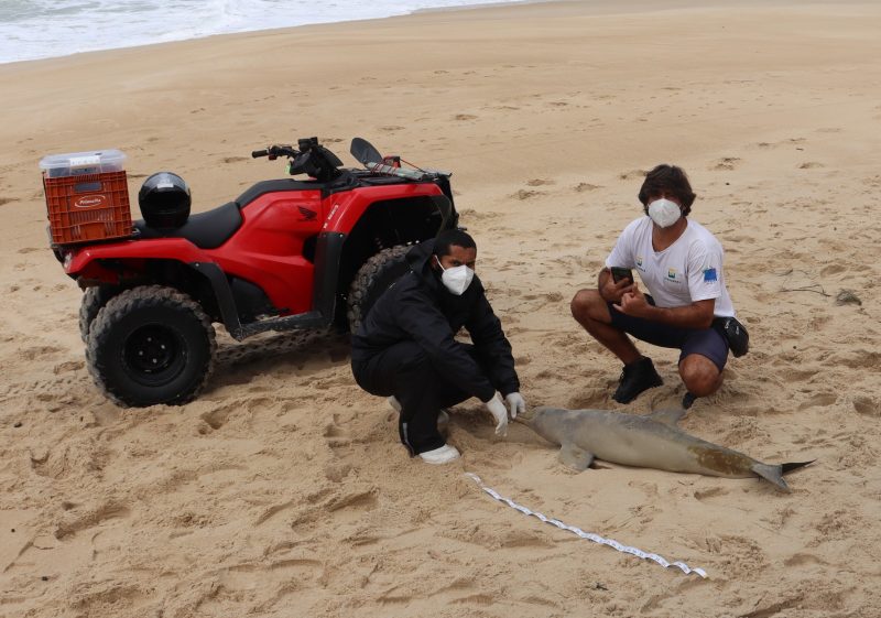 Golfinho é encontrado morto em Florianópolis 