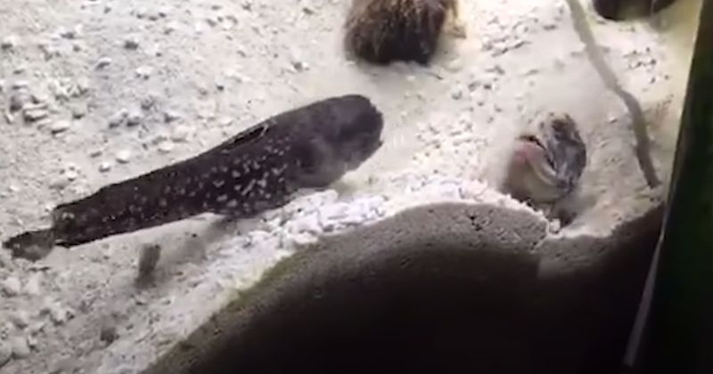 Areia é usada como arma entre peixes