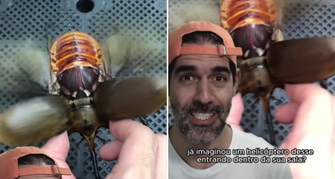 Inseto com apar&ecirc;ncia peculiar &eacute; um dos maiores do mundo e pode atingir 12 cent&iacute;metros – Foto: Pido Biologia/Redes Sociais/Divulga&ccedil;&atilde;o/ND