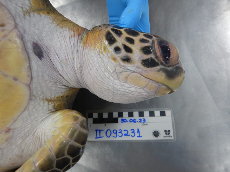 Cen&aacute;rio &eacute; preocupante e tem se repetido ano ap&oacute;s ano – Foto: PMP-BS/Reprodu&ccedil;&atilde;o/ND