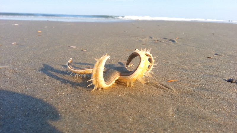 Imagem mostra uma estrela-do-mar na areia 