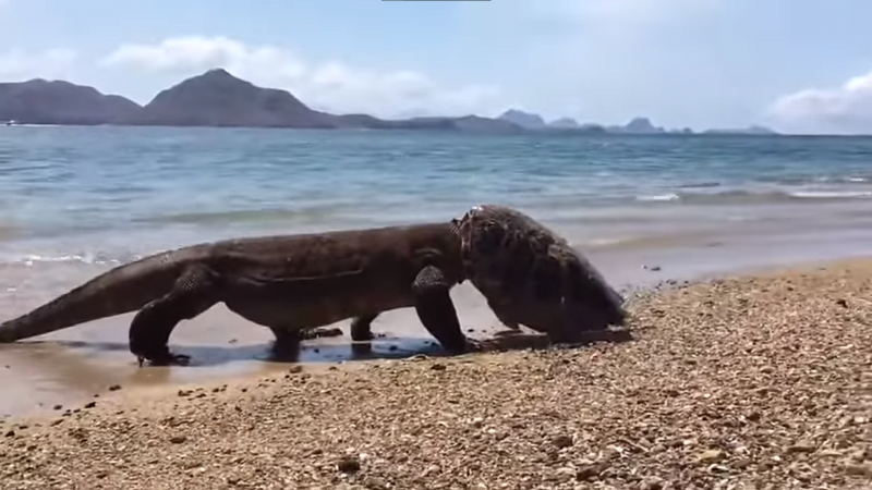 Dragão-de-komodo devora tartaruga de maneira peculiar