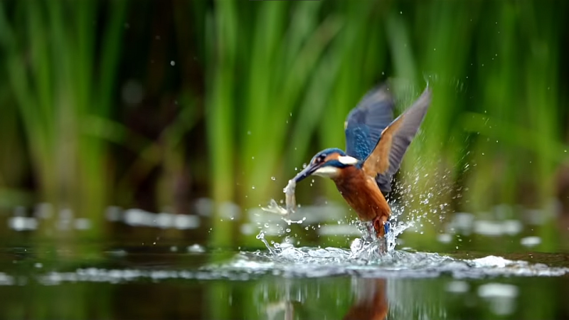 Pássaro é flagrado executando mergulhos incríveis 
