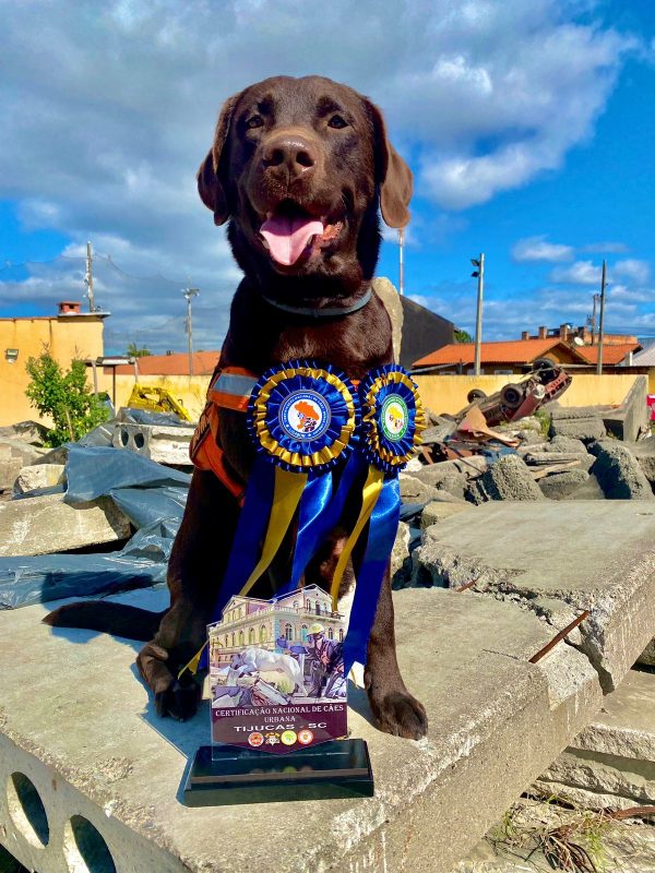 ‘C&atilde;o bombeiro’ Bono recebe certificado e pode atuar em todo o pa&iacute;s. – Foto: Ricardo Trida e CBMSC