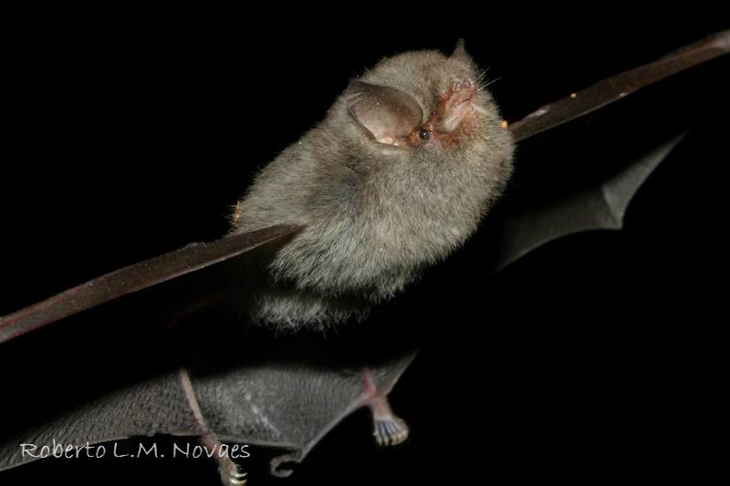 Furipterus horrens sofre com a perda de habitat – Foto: Roberto L.M Novaes/INPA/Reprodu&ccedil;&atilde;o/ND