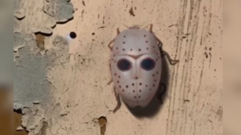 Inseto com máscara do Jason