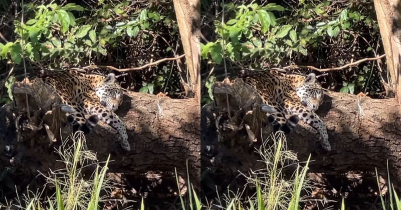 Vídeo mostra onça-pintada dormindo. 