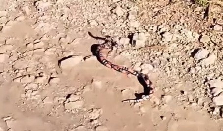 The video shows a fight between snakes. 