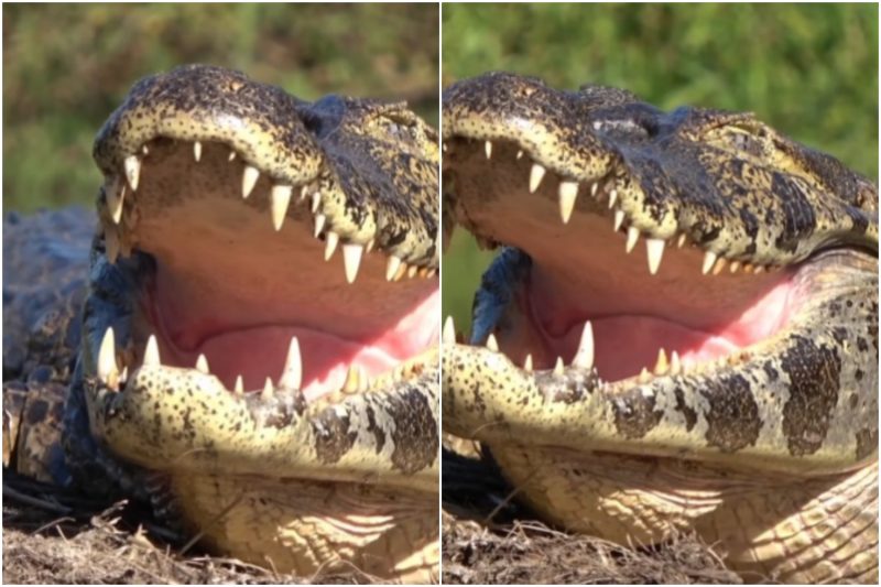 jacaré lacoste pantaneiro