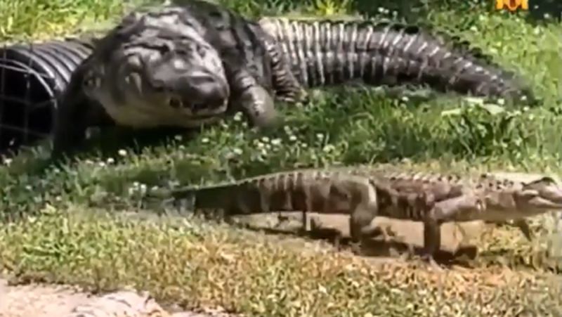 Animal tentou devorar o “jacar&eacute;zinho” – Foto: Bi&oacute;logo Henrique/Reprodu&ccedil;&atilde;o/ND