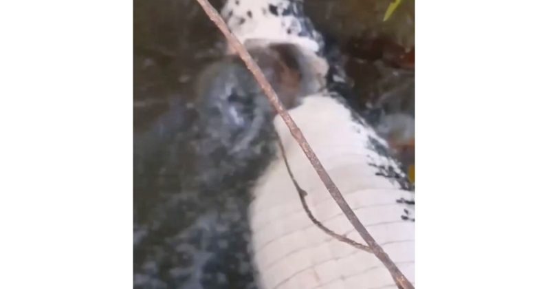 Jacaré morto aparece em vídeo sendo trucidado por piranhas