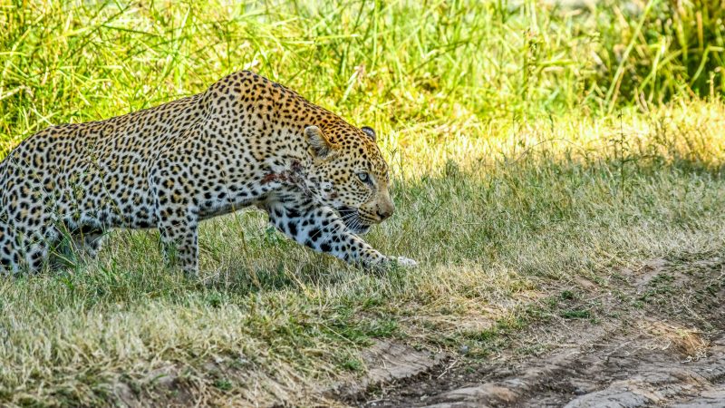 Leopardo &eacute; muito semelhante &agrave; on&ccedil;a – Foto: Elaine de Klerk/Latest Sightings/Reprodu&ccedil;&atilde;o