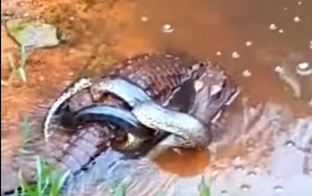 sucuri abraçou jacaré